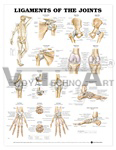 Ligaments of the Joints Anatomical Chart